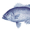 fishmarine55a7c57bb769f