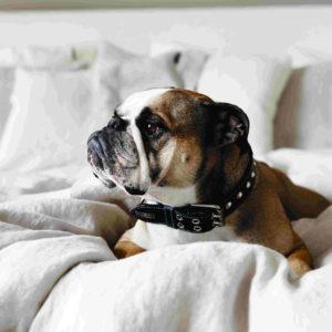 kardelen_aw20145938kopiera_mod