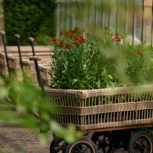 Richtig Pflanzen im Garten